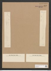 Nitzschia schlephackeana Grun. (de-Toni-Nr.: Genus 47, Species 2098) Zeichnungen Sammlung Grunow Nr. 4177 (NHMW-BOT-W0372067)